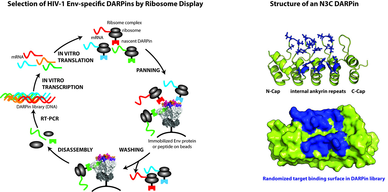 Selection of HIV-1 Emv-specific DARPins by Ribosome Display (left) and Structure of an N3C DARPin (right)