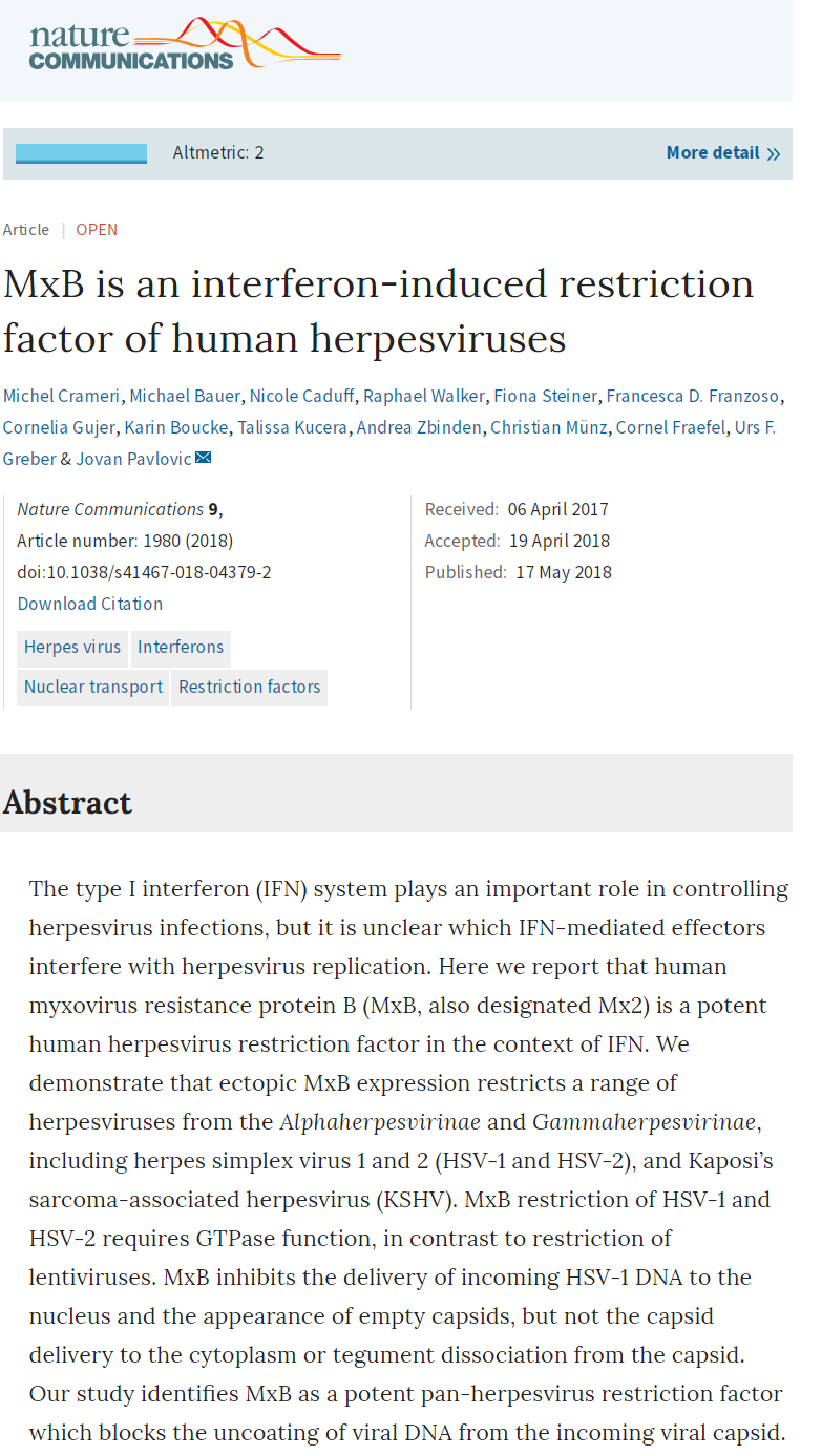 MxB is an interferon-induced restriction factor of human herpesviruses