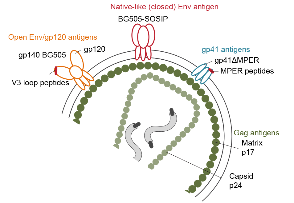 IgG1-driven antibody response landscapes demarcate individuals with broadly HIV-1 neutralizing activity