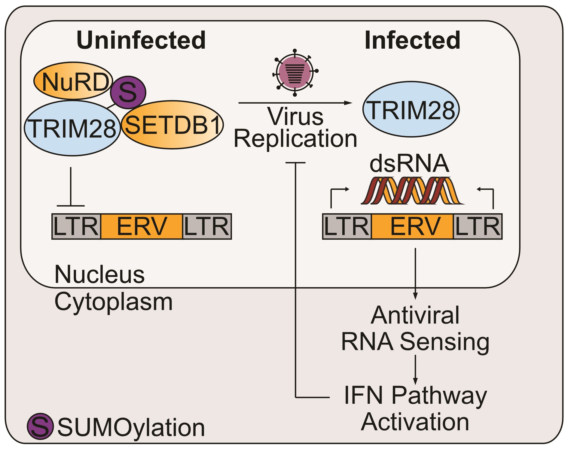Viruses, SUMO & Immunity
