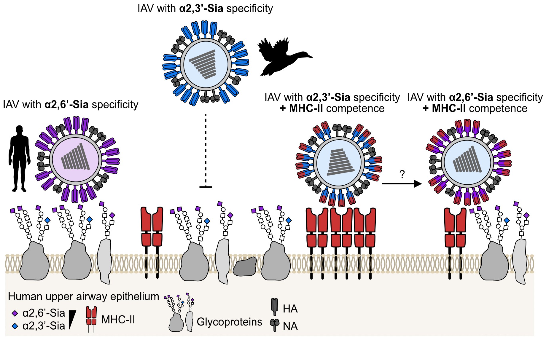 Entry Factors as Antiviral Targets