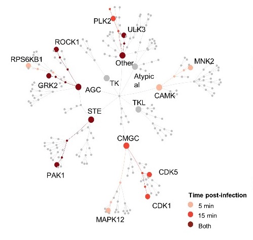 Entry Factors as Antiviral Targets