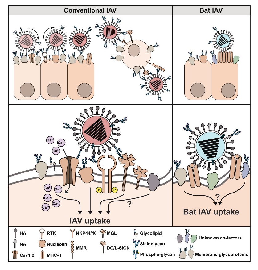 Entry Factors in Zoonotic Infections